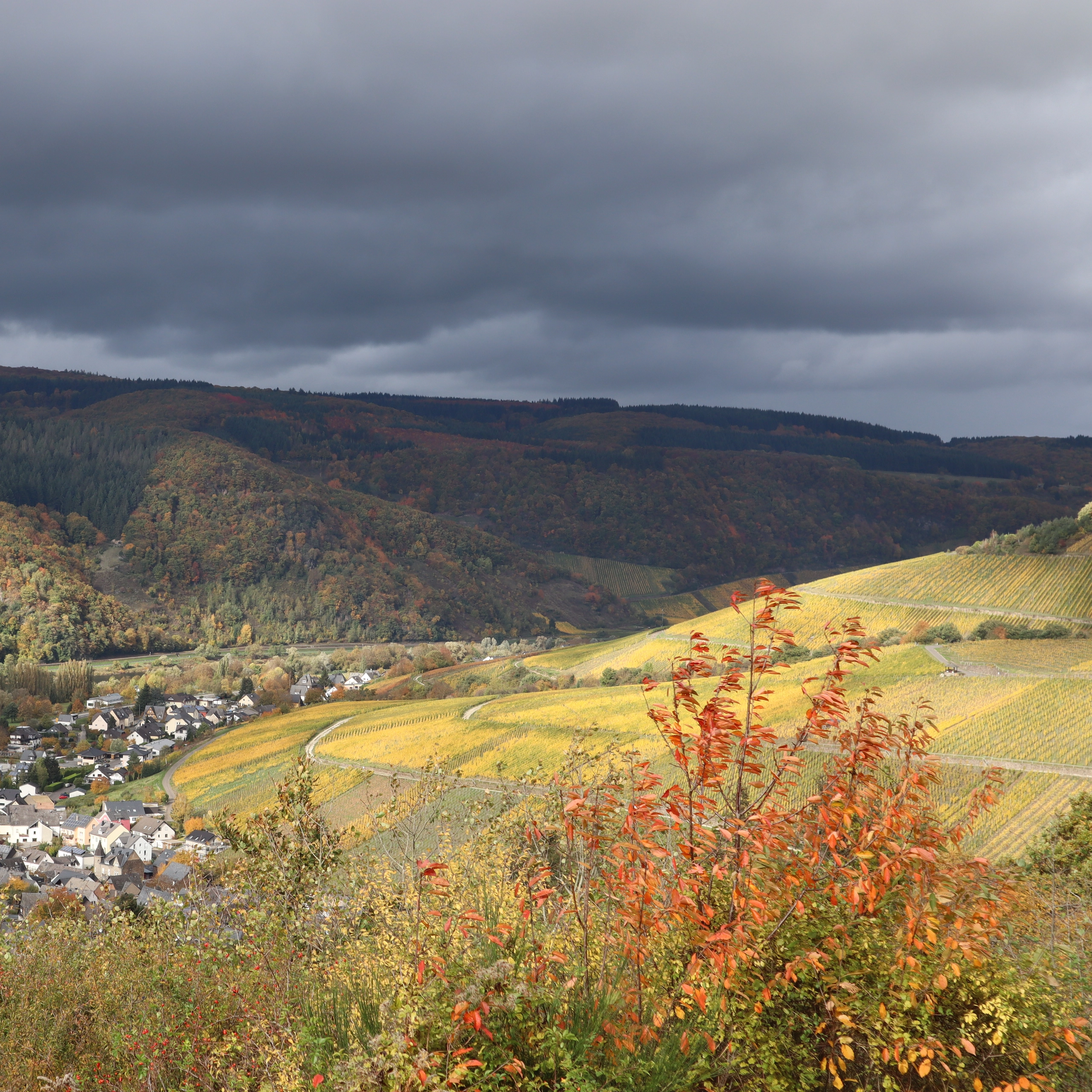 Goldener Herbst in den Weinbergen von Enkirch mit Ortsblick