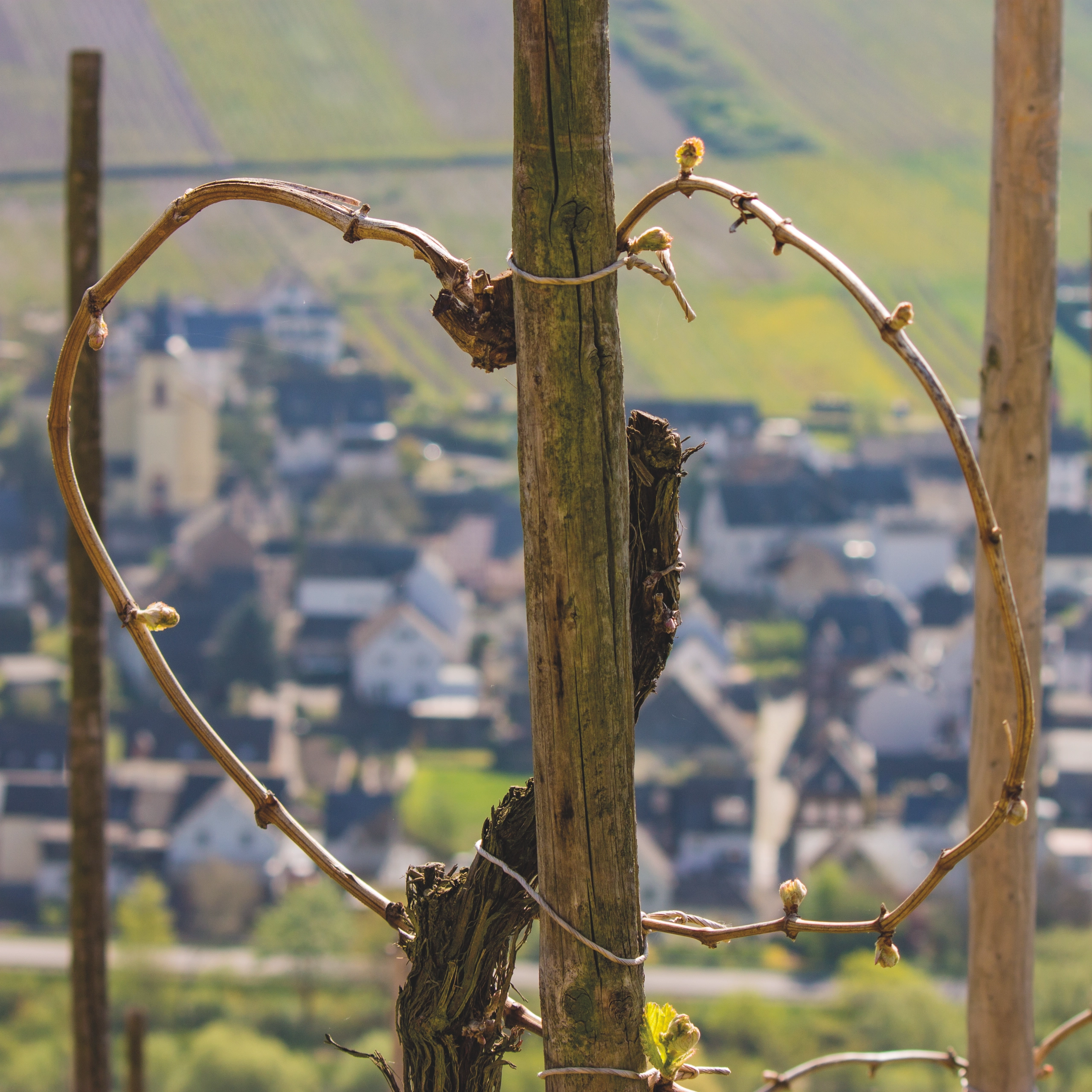 herzform-weinreben-weinberge Die Weinreben werden im Frühjahr in einer Herzform zusammen gebunden.
